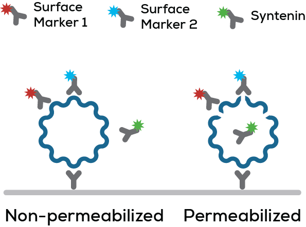 Exosomes & EVs_Permeabilize graphic