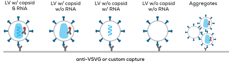 Lenti titer and structure_The Solution