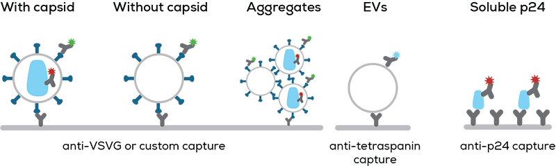 Lentivirus contaminants analysis_The Solution_3